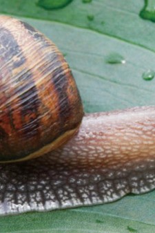 Original photo of Garden Snail